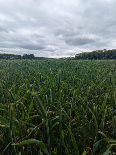 Halle: A11 Paterpatt