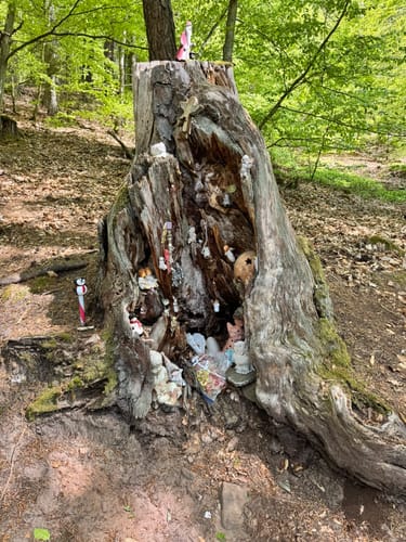 Gelterswoog - Kolbenwoog - Ruine Burg Perlenberg