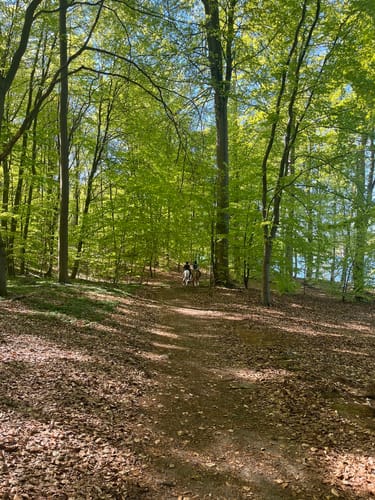 Schorfheide: Buchenwald Grumsin