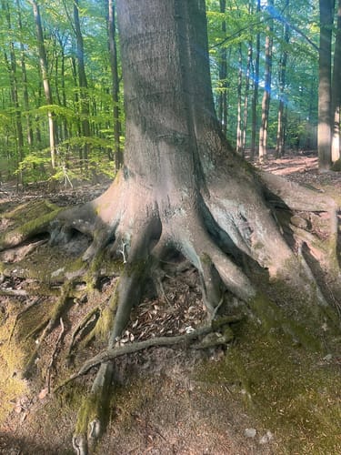 Schorfheide: Buchenwald Grumsin