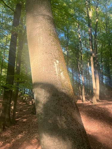 Schorfheide: Buchenwald Grumsin