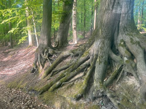 Schorfheide: Buchenwald Grumsin