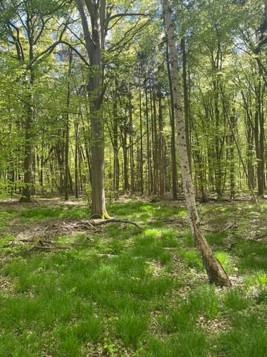 Schorfheide: Buchenwald Grumsin