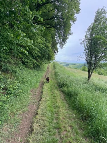 Burgruine Montfort Rundweg