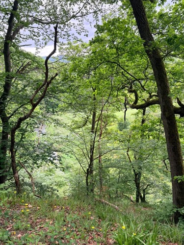 Altenburg - Hornberg Rundwanderung
