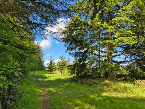 Best forest trails in Skærbæk | AllTrails