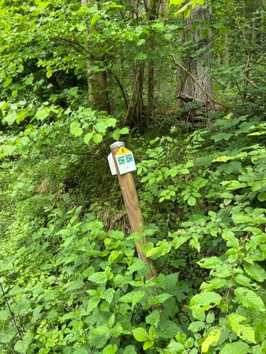 Kraichgaulauf (Halbmarathon)