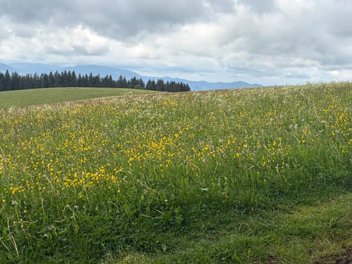 Panoramaweg: St. Märgen - St. Peter