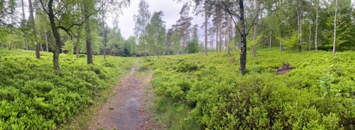 Boxberg - Tönsheide