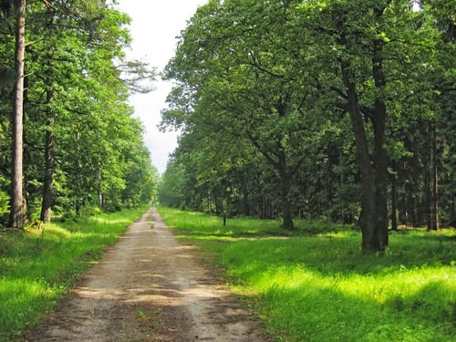 Hügelgräberpfad Reitweg
