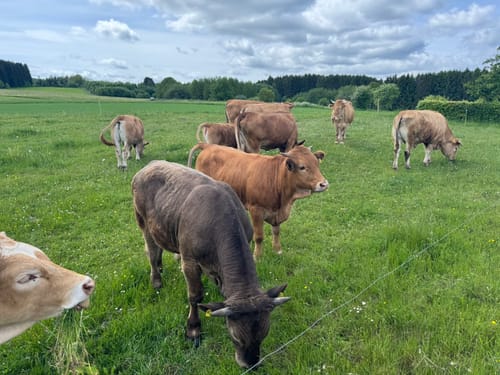 EifelSchleife Milchweg