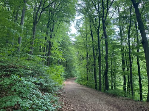 EifelSchleife Milchweg