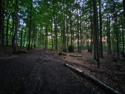 Hammerteich - Wildgehege - Haus Hohenstein