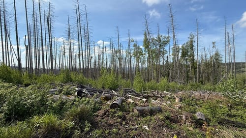 Schierke - Feuerstein - Brocken