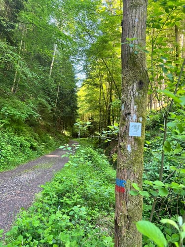 Auf der Spur des Drachen: Rundwanderweg Drachenfels