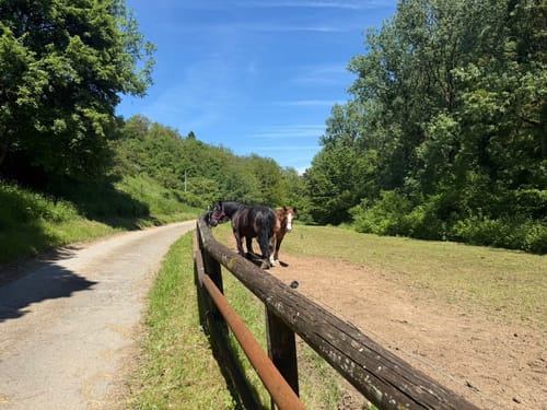 Wasserliescher Panoramasteig (Premiumwanderweg)