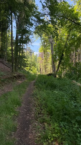 Ruine Frankenstein
