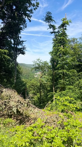 Ruine Frankenstein