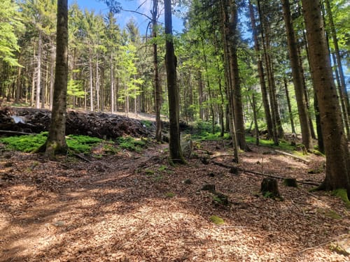 Wanderweg 13 Wühnried - Oberbreitenau - Wühnried