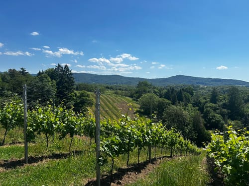 Weinlagenwanderung (2019)