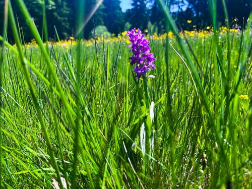 Naturschutzgebiet Altengronau Rundweg