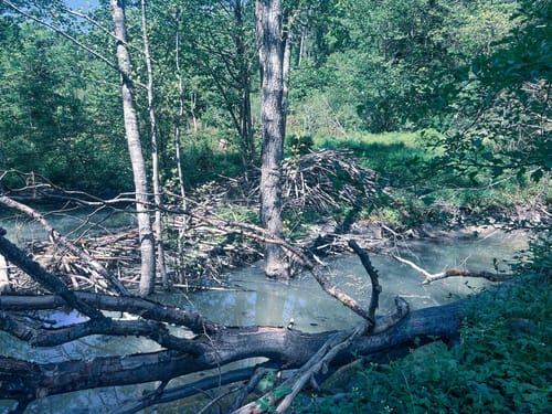 Naturschutzgebiet Altengronau Rundweg