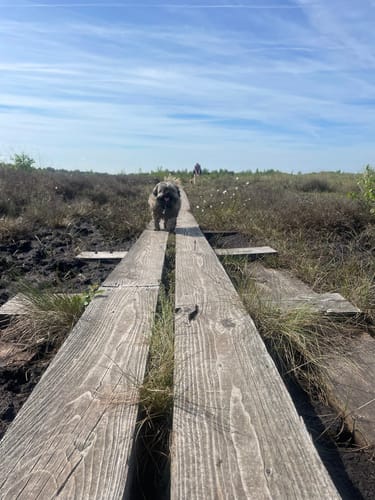 Moorpadd im Neustädter Moor