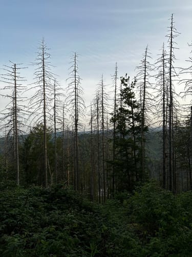 Scholben, Köhlerhütte und Wiesenbeker Teich ab Bad Lauterberg