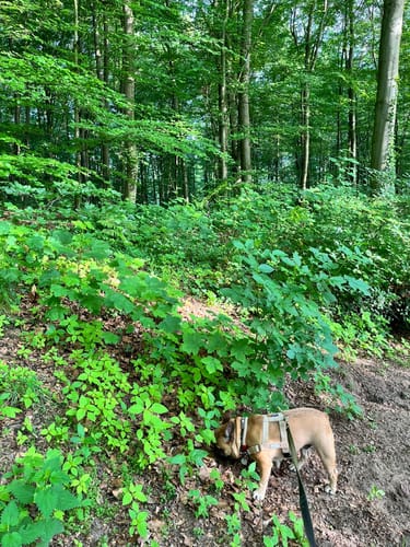 Wanderweg A3 (Ratingen)