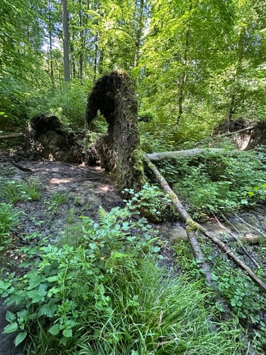 Rheinsteig Etappe 1: Bonn - Königswinter