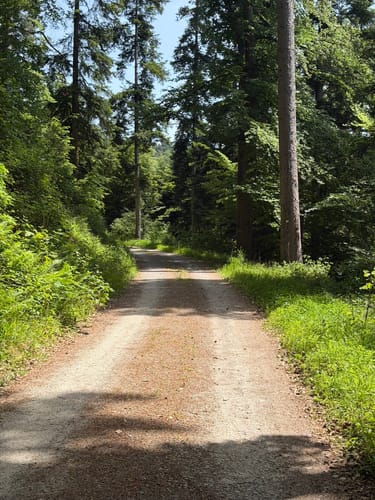 Wildes Monbachtal