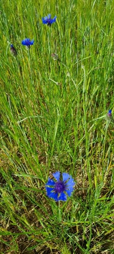 5-Weiher-Tour (Premiumwanderweg)
