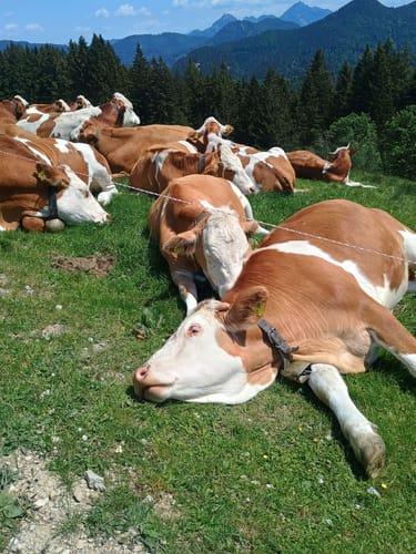 Vom Schliersee zum Tegernsee über die Gindelalm