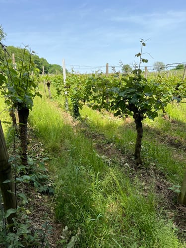Circuit viticole sans frontière