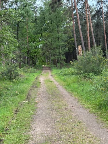 Schermbeck: Auf dem Ameisenpfad