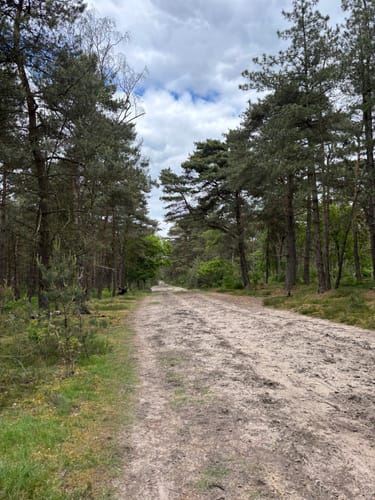 Schermbeck: Auf dem Ameisenpfad