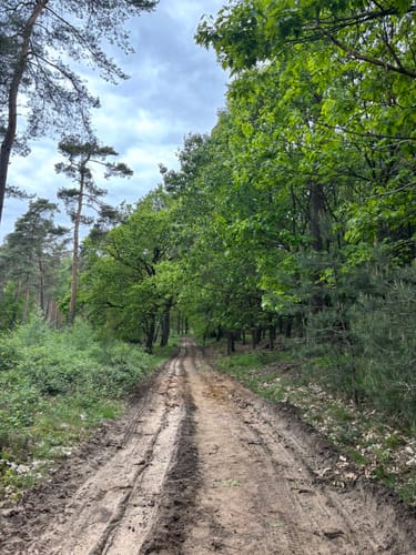 Schermbeck: Auf dem Ameisenpfad