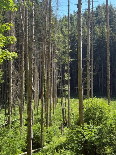 Landscheid 6