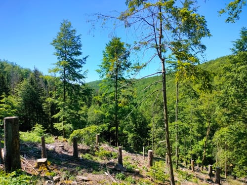 Panoramaring um Frauenwald