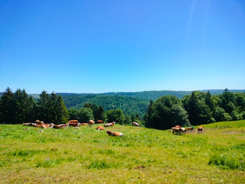 Panoramaring um Frauenwald