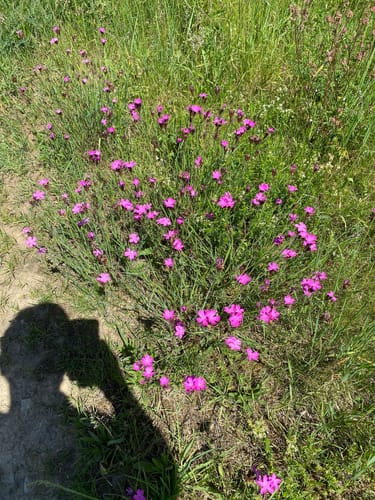 Naturpark Südeifel Wanderweg Nr. 76 - Bettingen