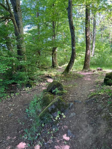 WesterwaldSteig  Etappe 5: Westerburg - Freilingen