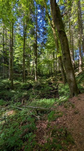 Durch das wildromantische Schweinbachtal zur Bruderhöhle