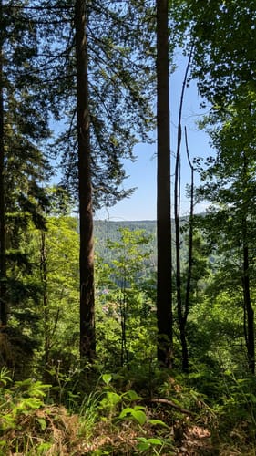Durch das wildromantische Schweinbachtal zur Bruderhöhle