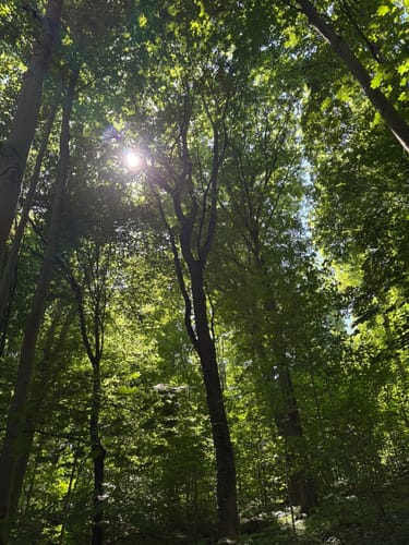 Aus Werder um den Glindower See