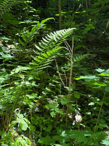 Aus Werder um den Glindower See
