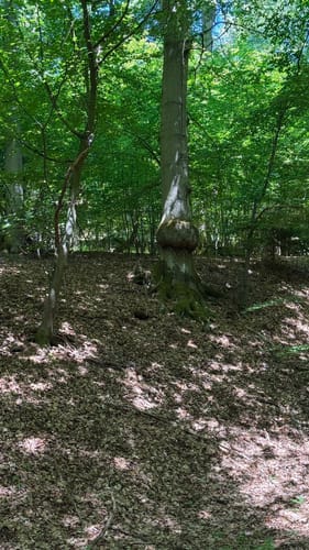 Aar-Höhenweg Etappe 2: Bad Schwalbach - Aarbergen