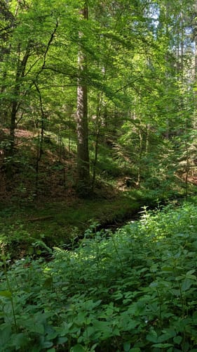 Durch das wildromantische Schweinbachtal zur Bruderhöhle