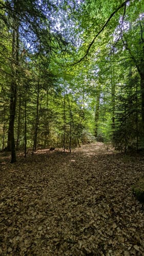 Durch das wildromantische Schweinbachtal zur Bruderhöhle