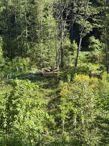 Biberweg (05)
